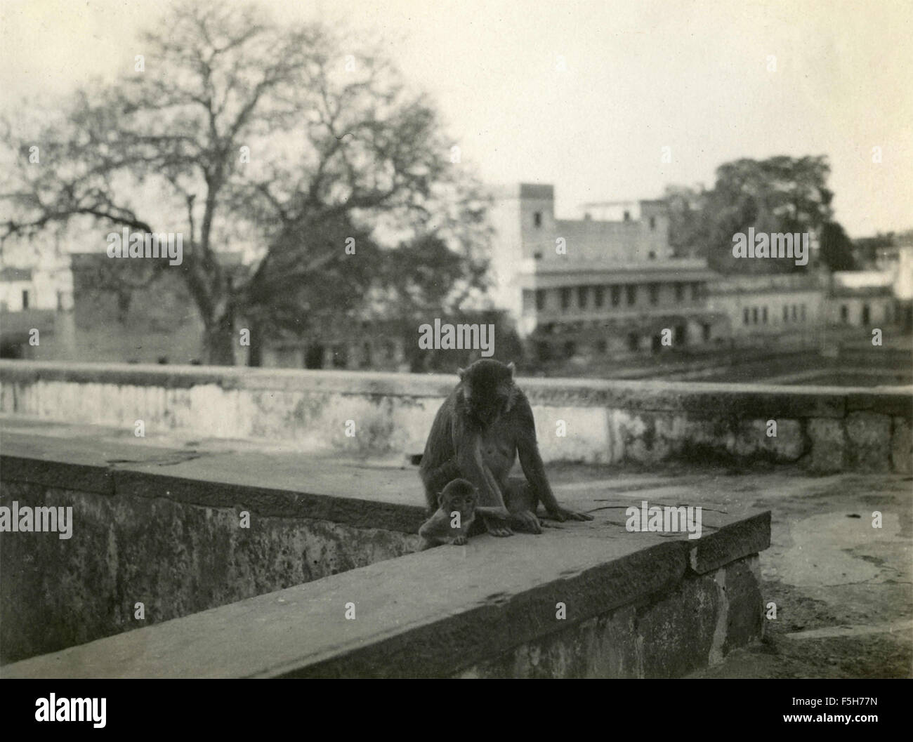 Affen, Indien Stockfoto