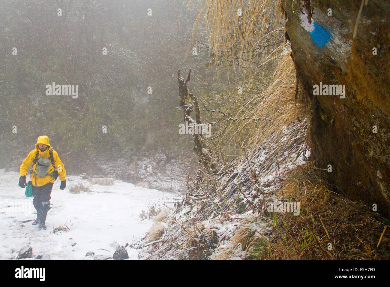 Trekking durch den Schnee in den Annapurnas Stockfoto