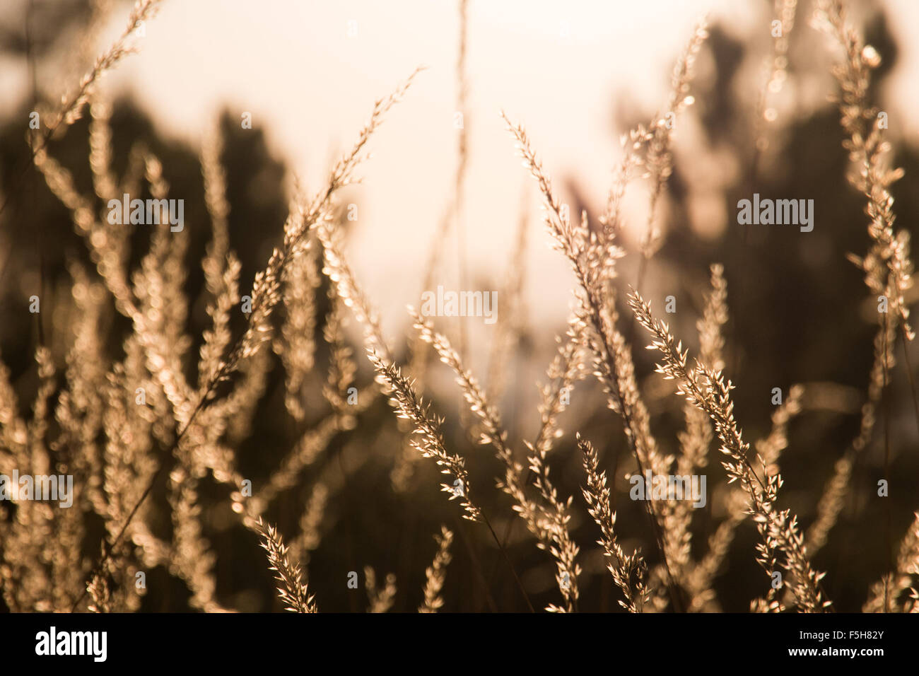 Pflanzen-Hintergrundbeleuchtung am Ende des Tages Stockfoto