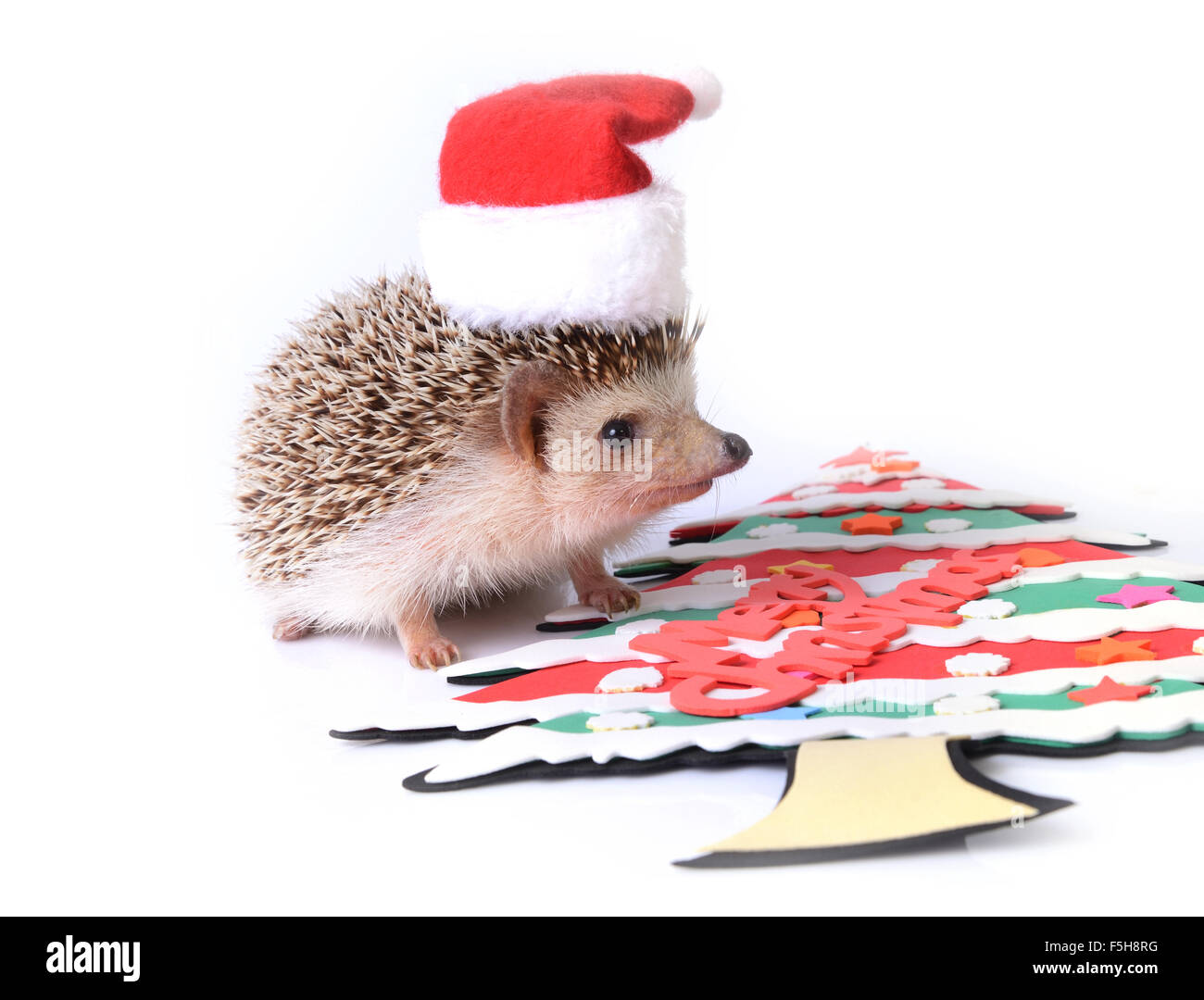 Kleiner Igel mit roten Weihnachtsmann Hut und einen Weihnachtsbaum. Stockfoto