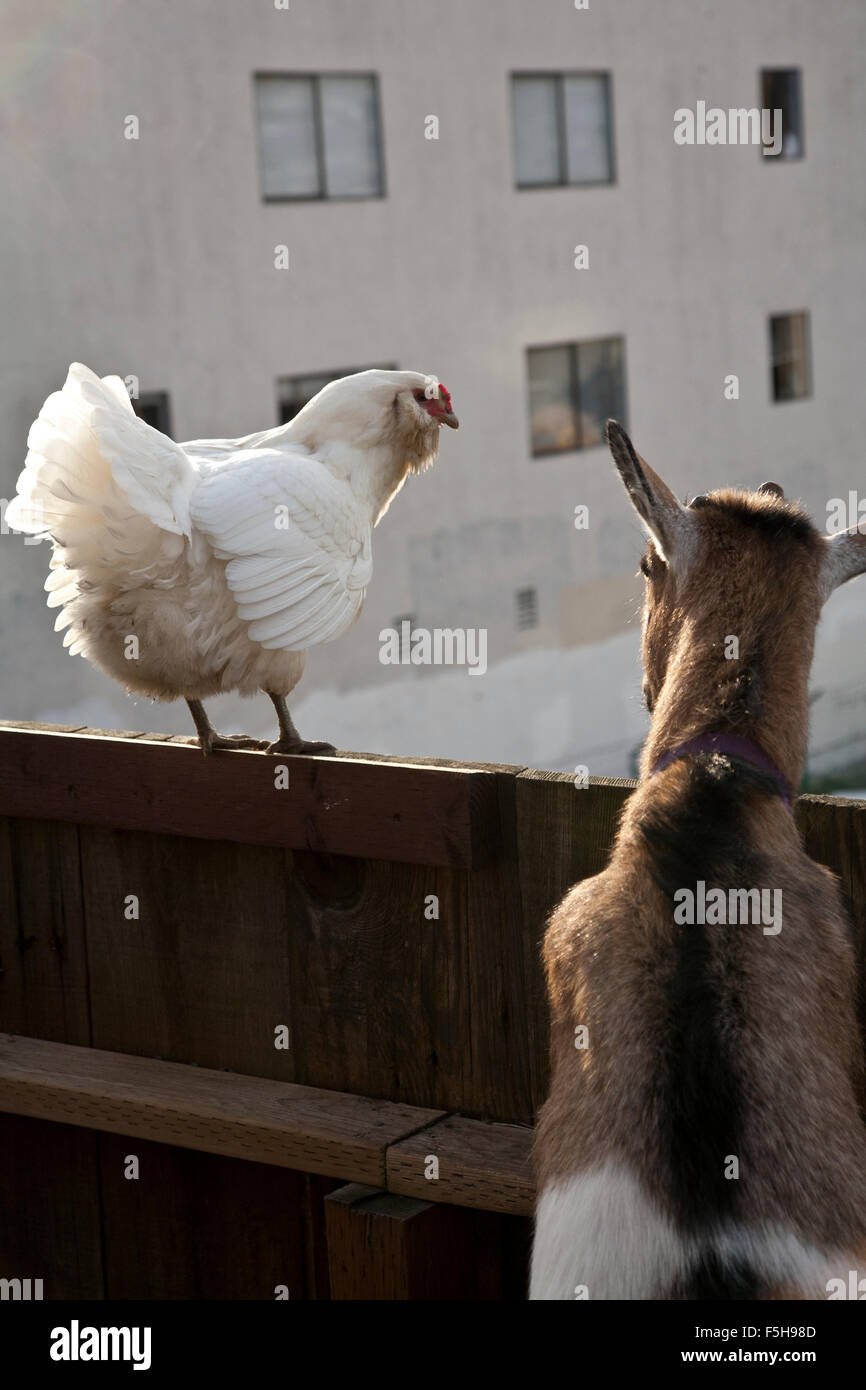 weißes Huhn und braune Ziege mit Blick weg von der Kamera über einen Zaun auf ein anderes Gebäude Stockfoto