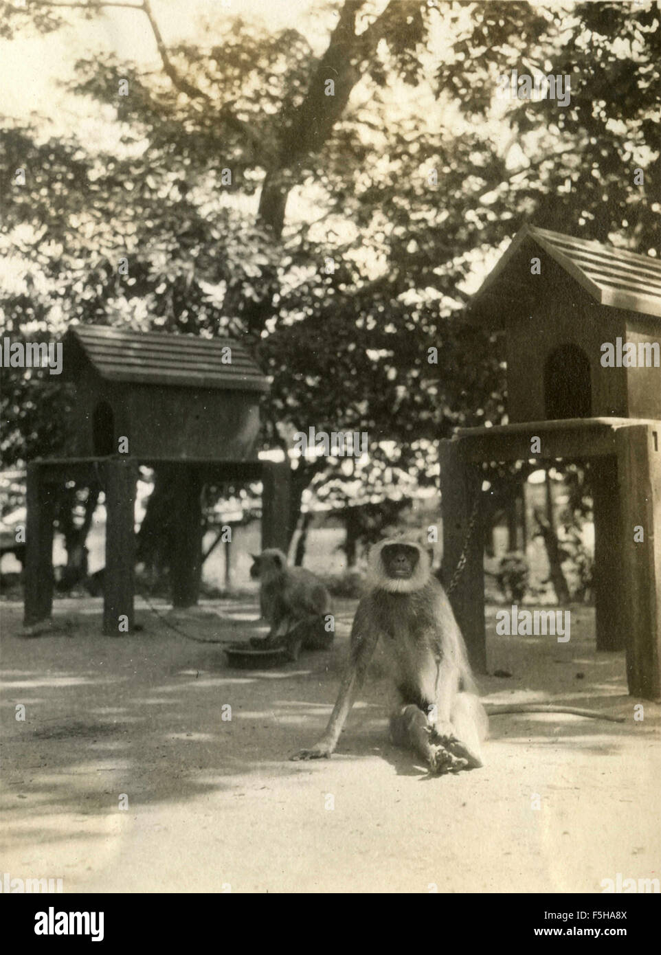 Affen im Zoo, Madras, Indien Stockfoto