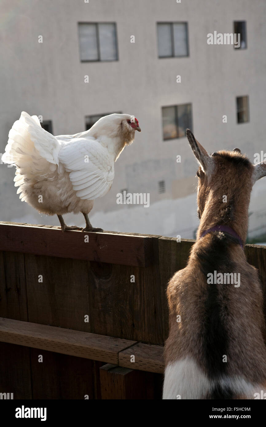 ein weißes Huhn und eine Ziege zu suchen, über einen Zaun, Weg von der Kamera in einem städtischen Umfeld Stockfoto