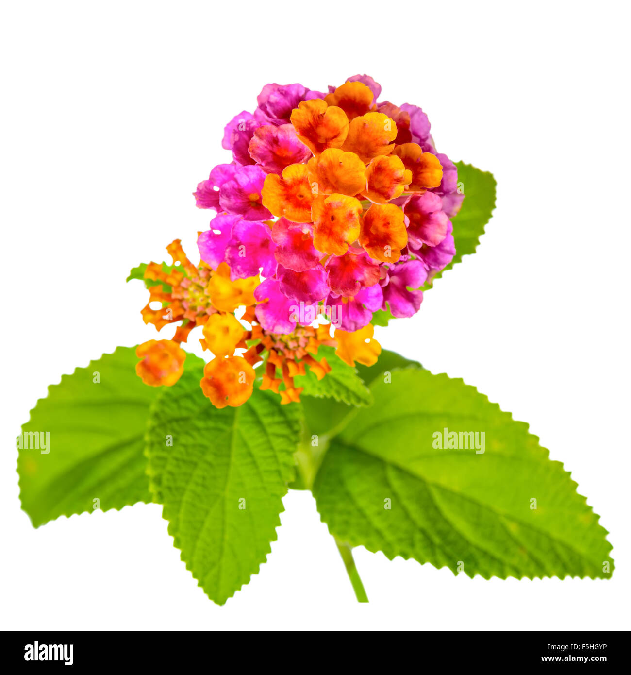 bunte Lantana Camara Blume ist isoliert auf weißem Hintergrund, Nahaufnahme Stockfoto