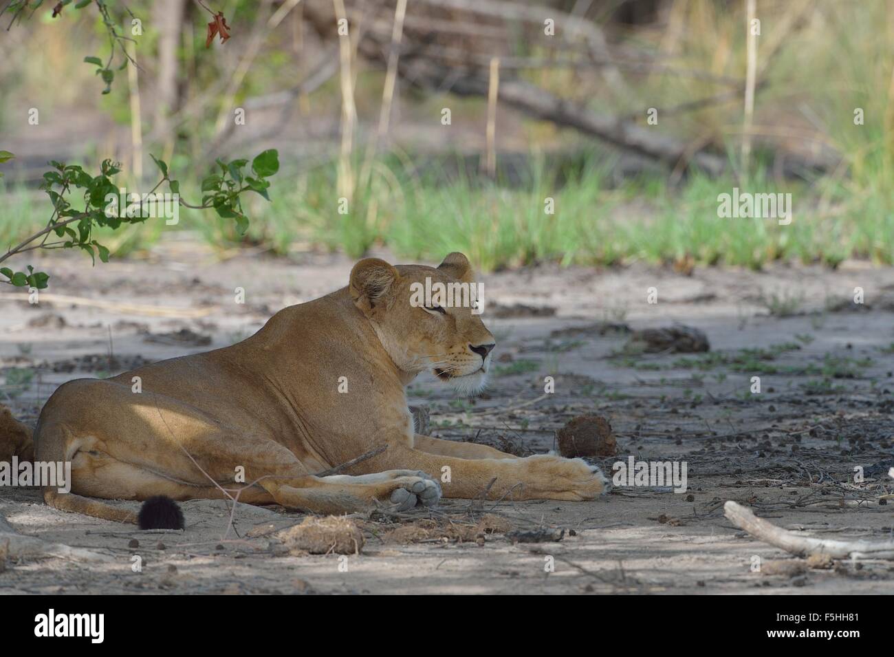 West African Löwe (Panthera Leo) Löwin ruhen im Schatten eines Baumes Pendjari Nationalpark - Benin Stockfoto