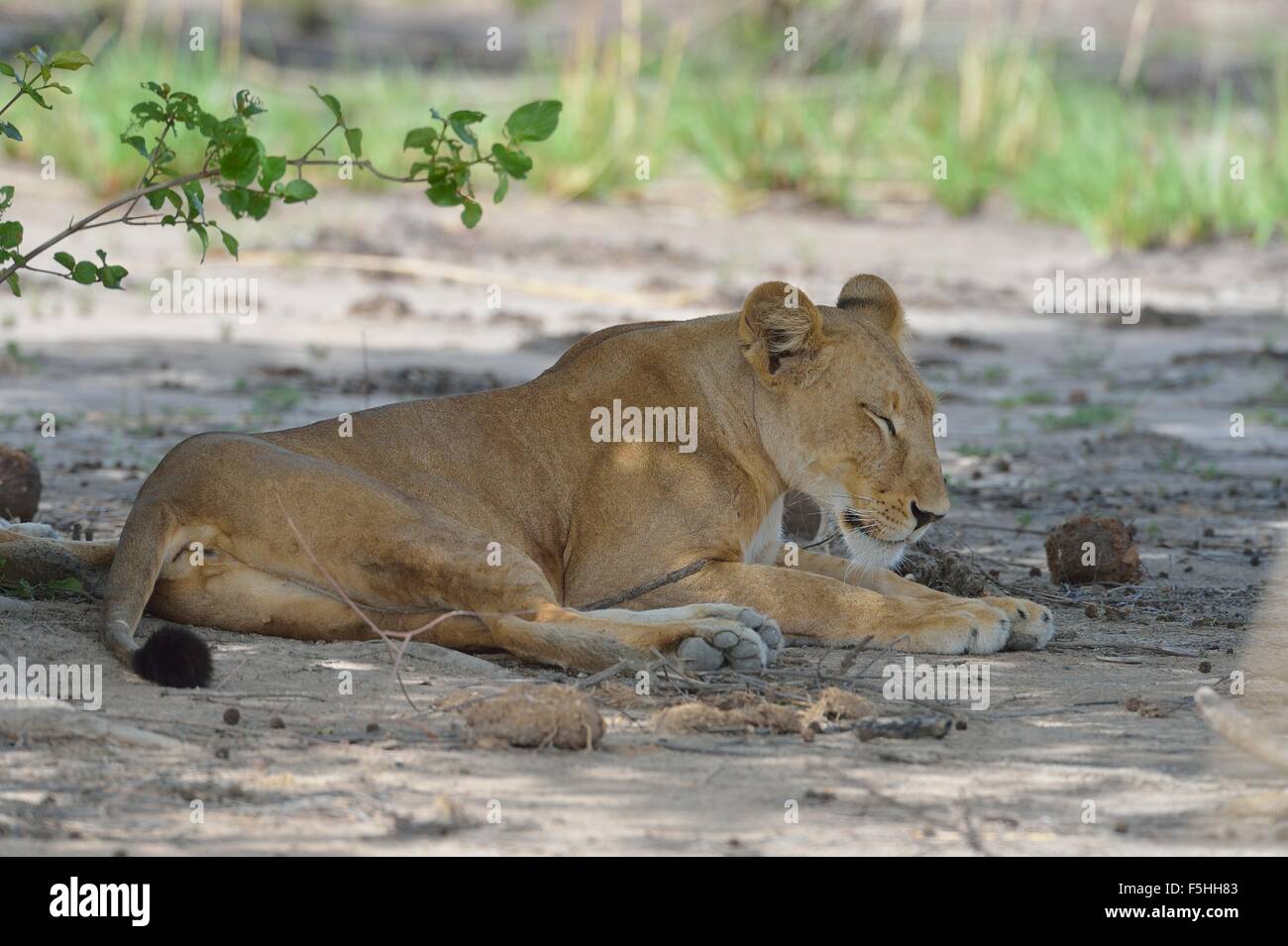 West African Löwe (Panthera Leo) Löwin ruhen im Schatten eines Baumes Pendjari Nationalpark - Benin Stockfoto