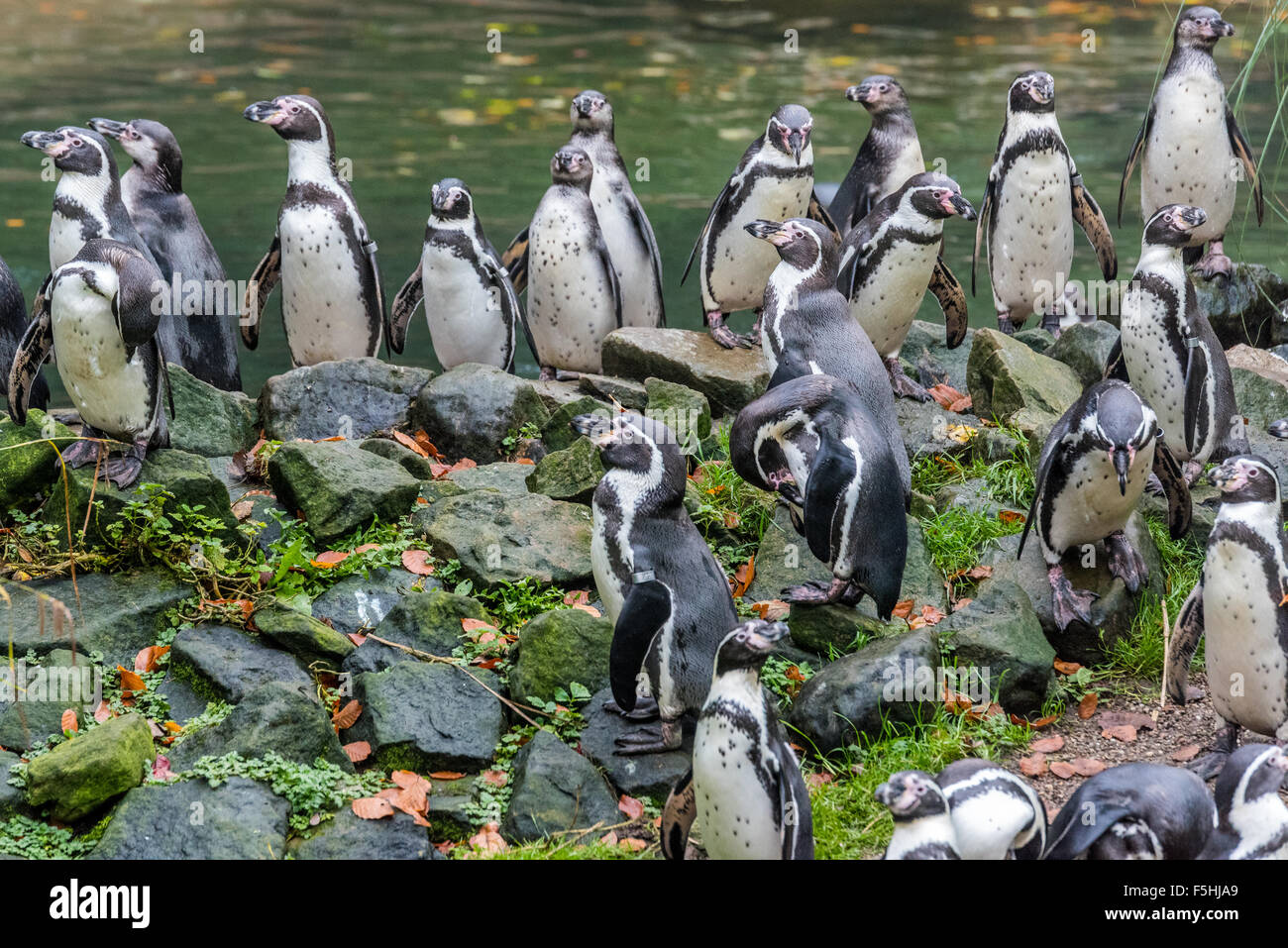 Humboldt-Pinguine im Zoo von Dudley UK Stockfoto