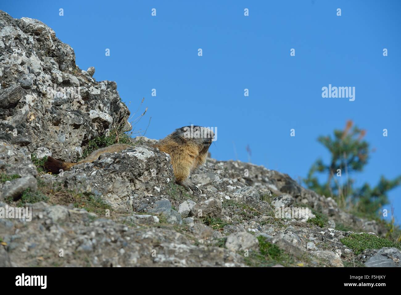 Alpine Murmeltier (Marmota Marmota) steht auf einem Felsen Queyras - Hautes Alpes - Frankreich Stockfoto