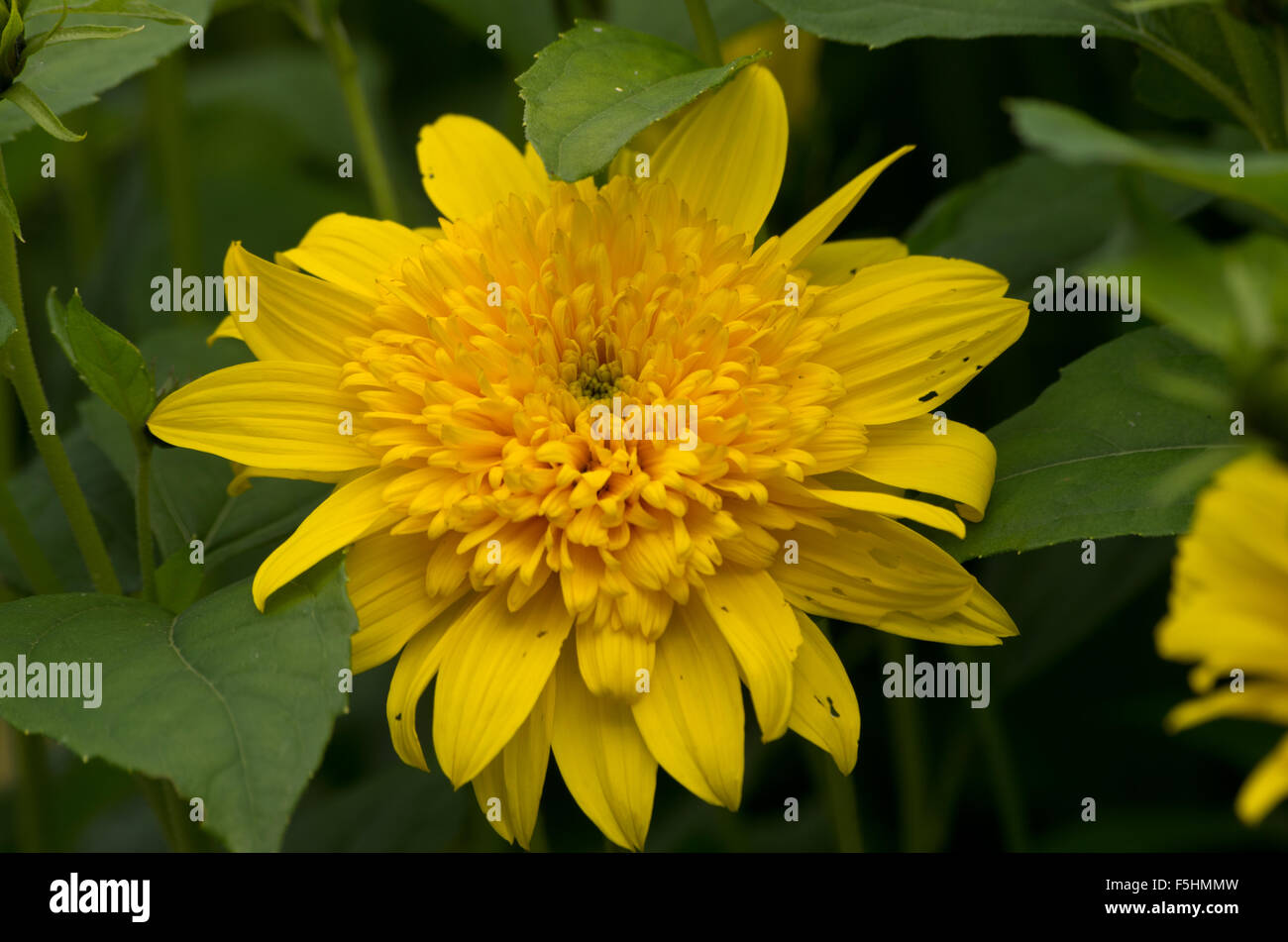 Helianthus-Glückstage Stockfoto