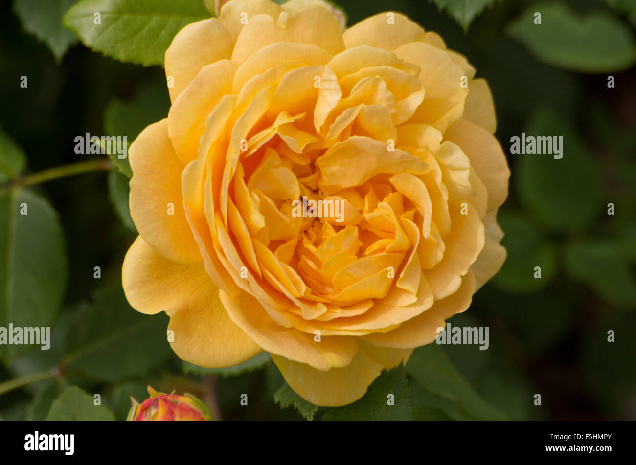 Absolutely Fabulous Rose Stockfoto