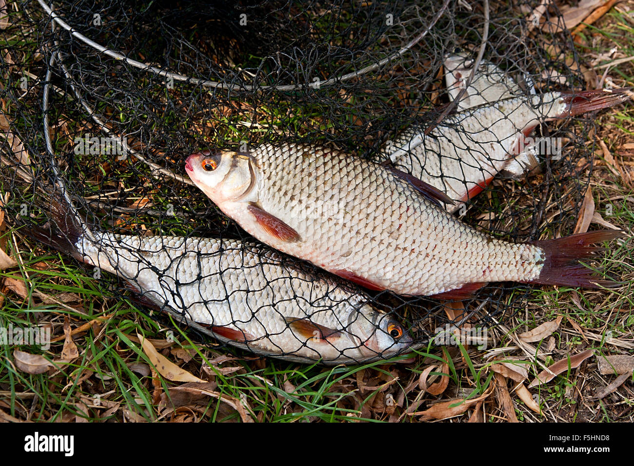 Süßwasser Plötze Fisch aus dem Wasser nur genommen. Einige der Plötze Fisch auf Fischernetz. Fischfang auf dem verdorrten Rasen - com Stockfoto