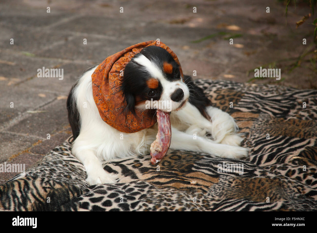 Cavalier King Charles Spaniel, Tricolor, 10 Monate, essen rohen Ente Hals, Texel, Niederlande / barf, snoot | Cavalier King Charle Stockfoto