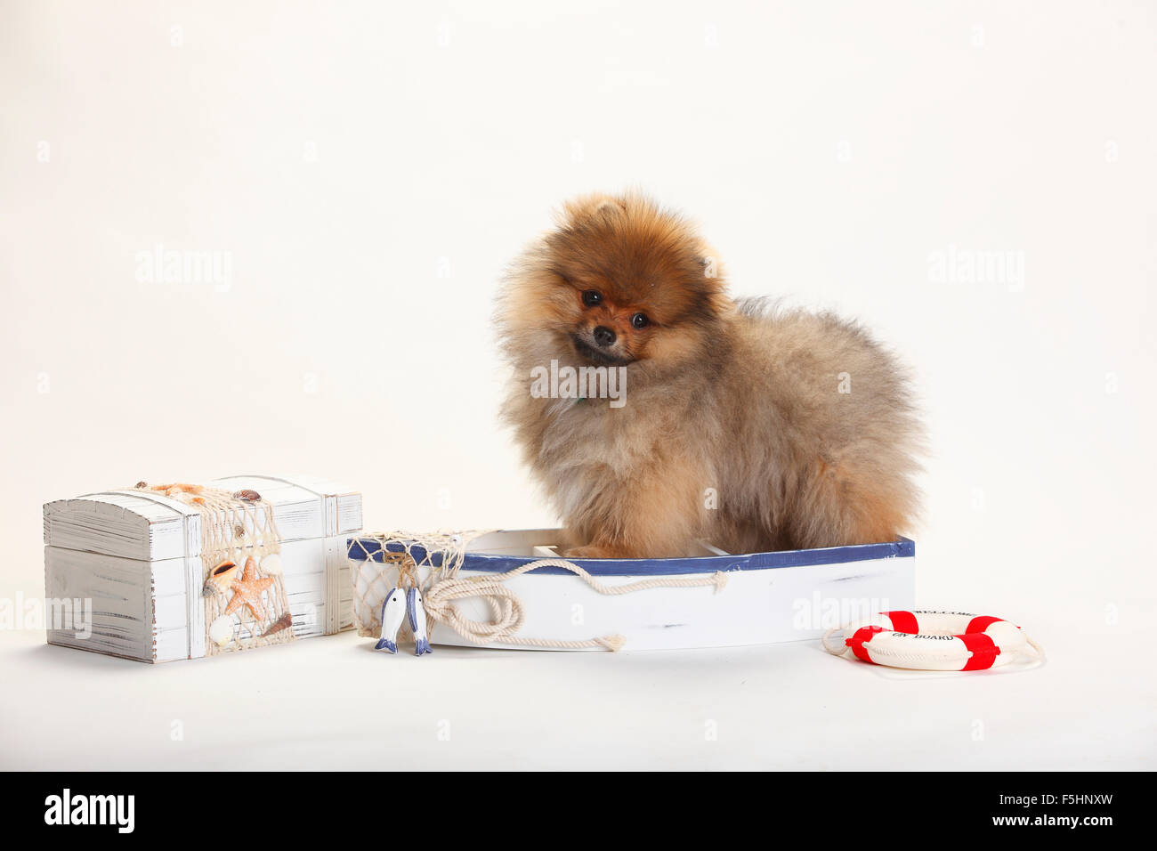 Pomeranian Spitz Welpen, 4 Monate | Spitzfamilie, Welpe, 4 Monate Stockfoto