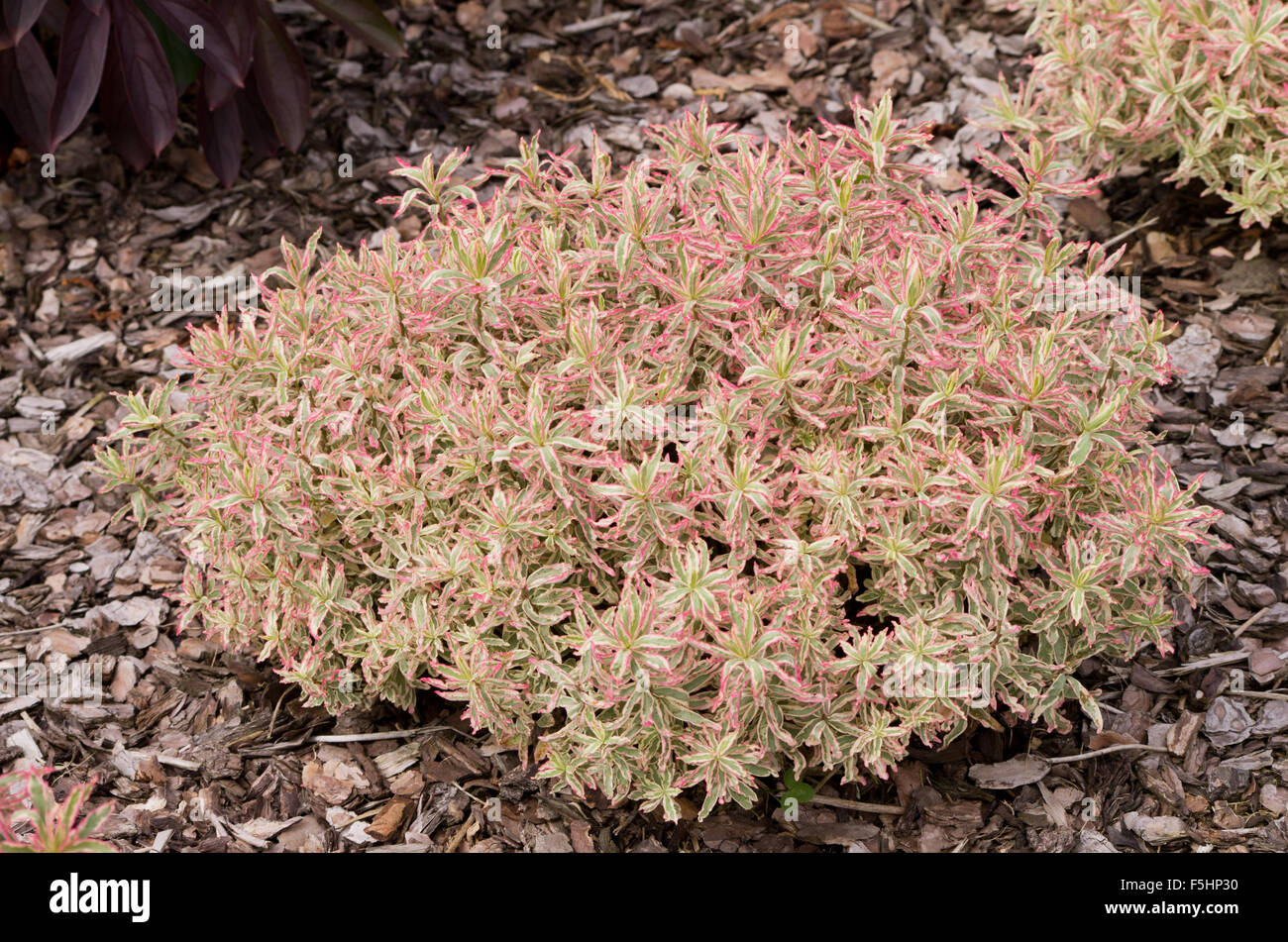 Euphorbia erste Blush Stockfoto