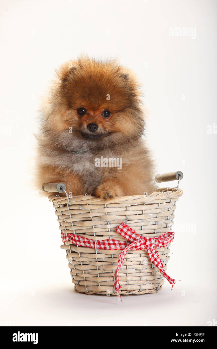 Pomeranian Spitz Welpen, 4 Monate | Spitzfamilie, Welpe, 4 Monate Stockfoto