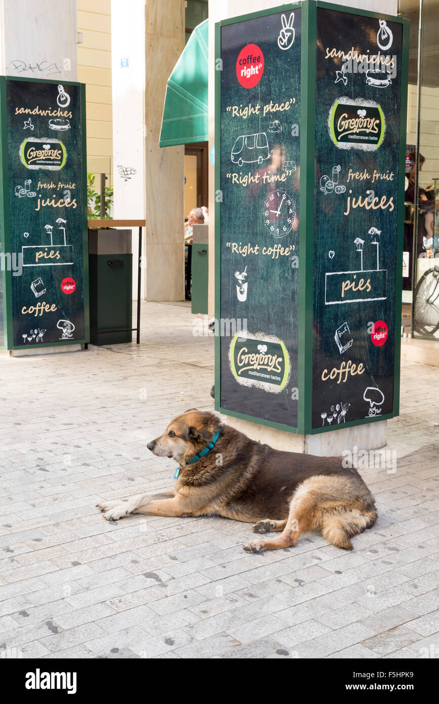 Athen, Griechenland - 27. Oktober 2015: Athen, Griechenland - 27. Oktober 2015: streunende Hunde an der Tür eines Restaurants. In Athen gibt es Stockfoto