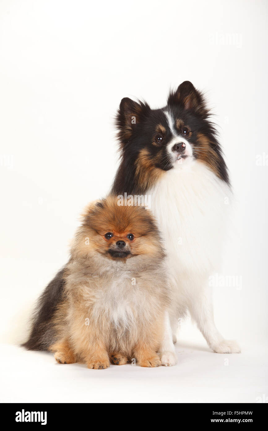 Mixed Breed Dog (Spitz Kreuz) und Pomeranian Spitz Welpen, 4 Monate |  Mischlingshund (Spitzmischling) Und Spitzfamilie, Welpe, 4 Mon  Stockfotografie - Alamy