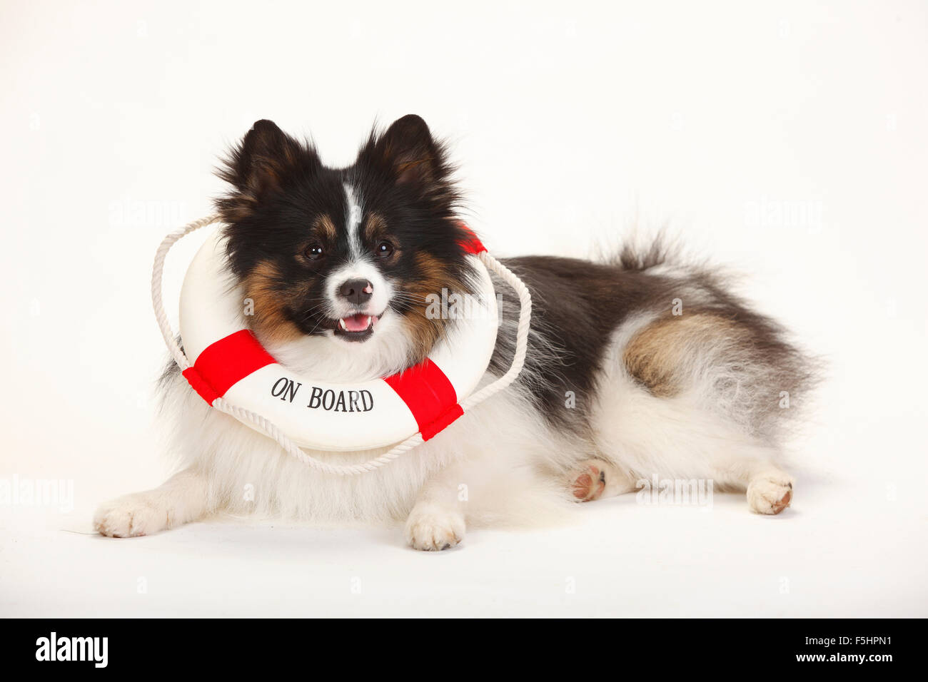 Gemischte Rasse Hund (Spitz Kreuz) | Mischlingshund (Spitzmischling) Stockfoto