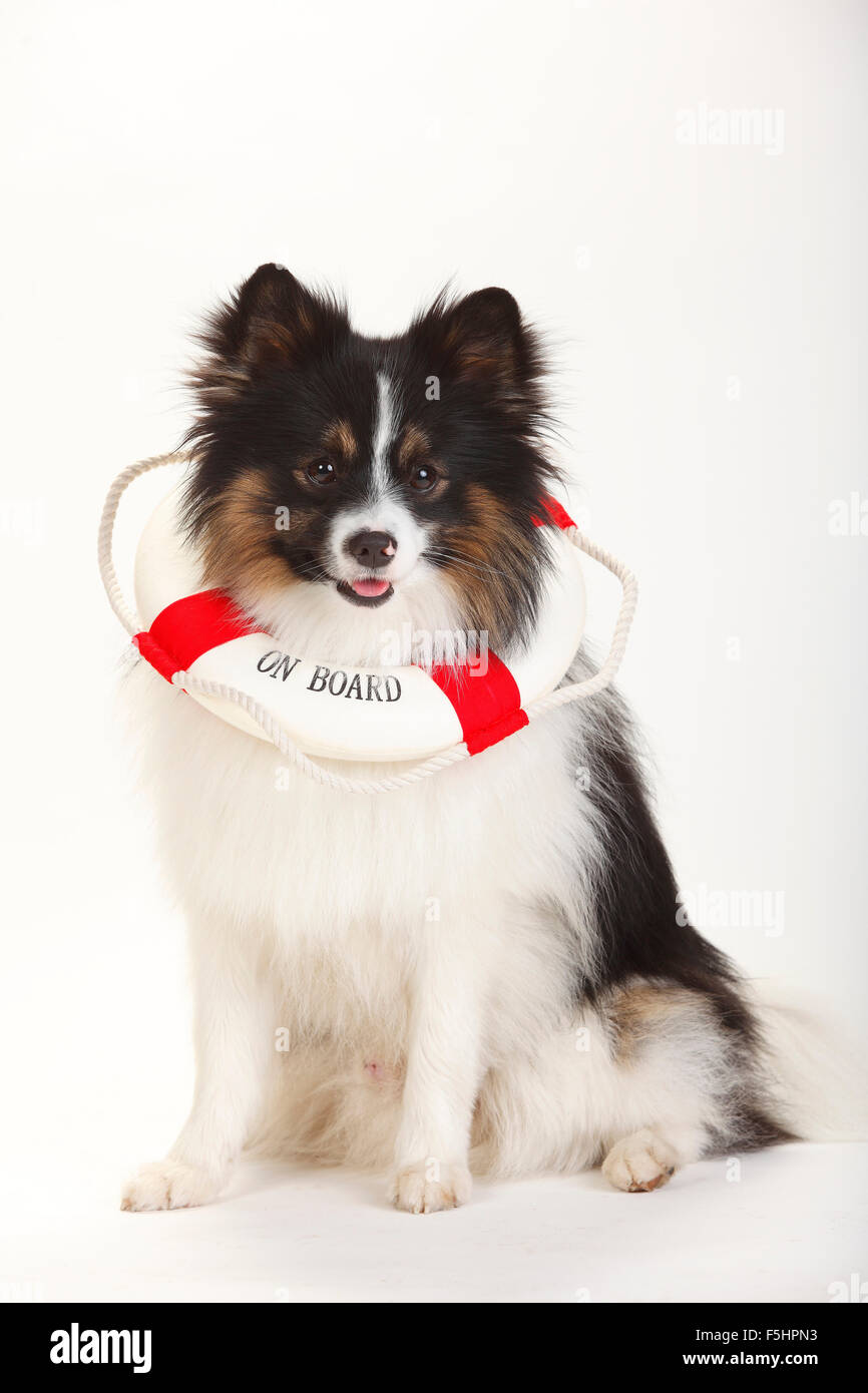 Gemischte Rasse Hund (Spitz Kreuz) | Mischlingshund (Spitzmischling) Stockfoto