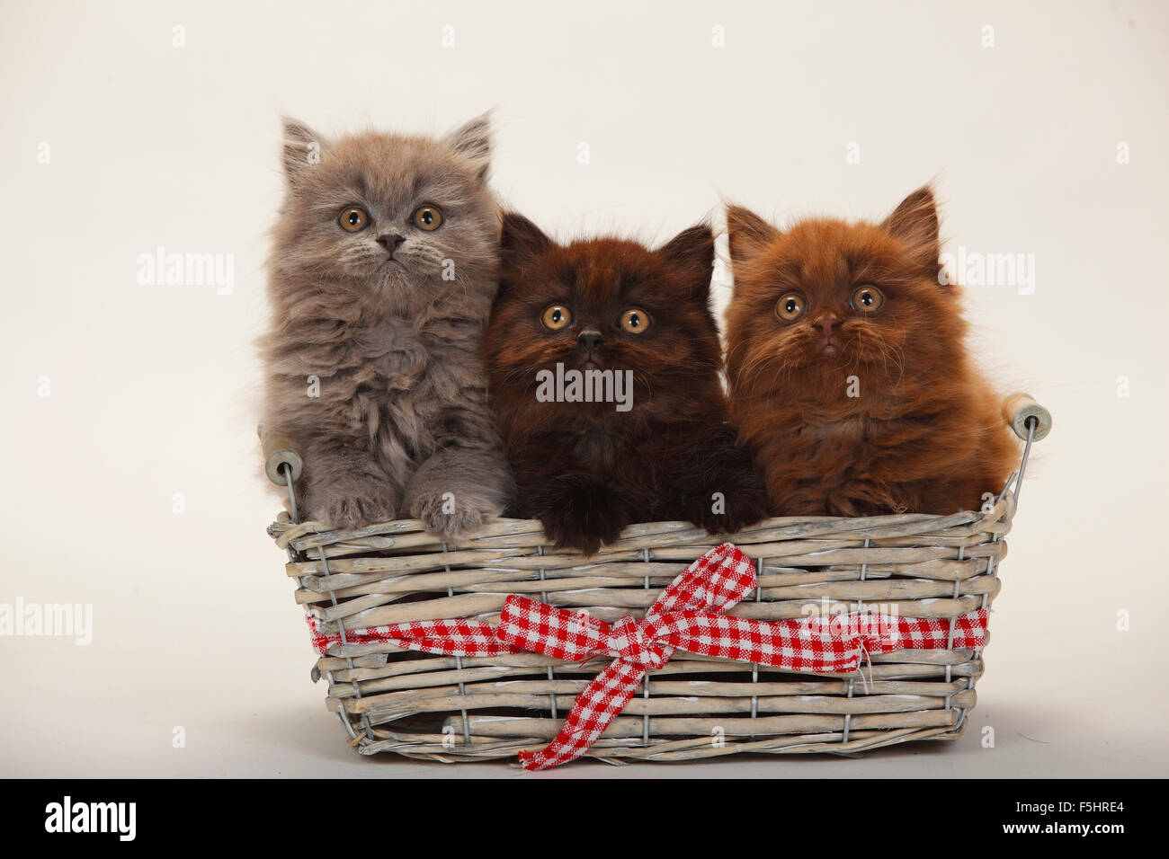 British Longhair Katzen, Kätzchen, 9 Wochen, chocolate, schwarz und blau | Britisch Langhaar, Kaetzchen, 9 Wochen, Schokolade, Schwarz un Stockfoto