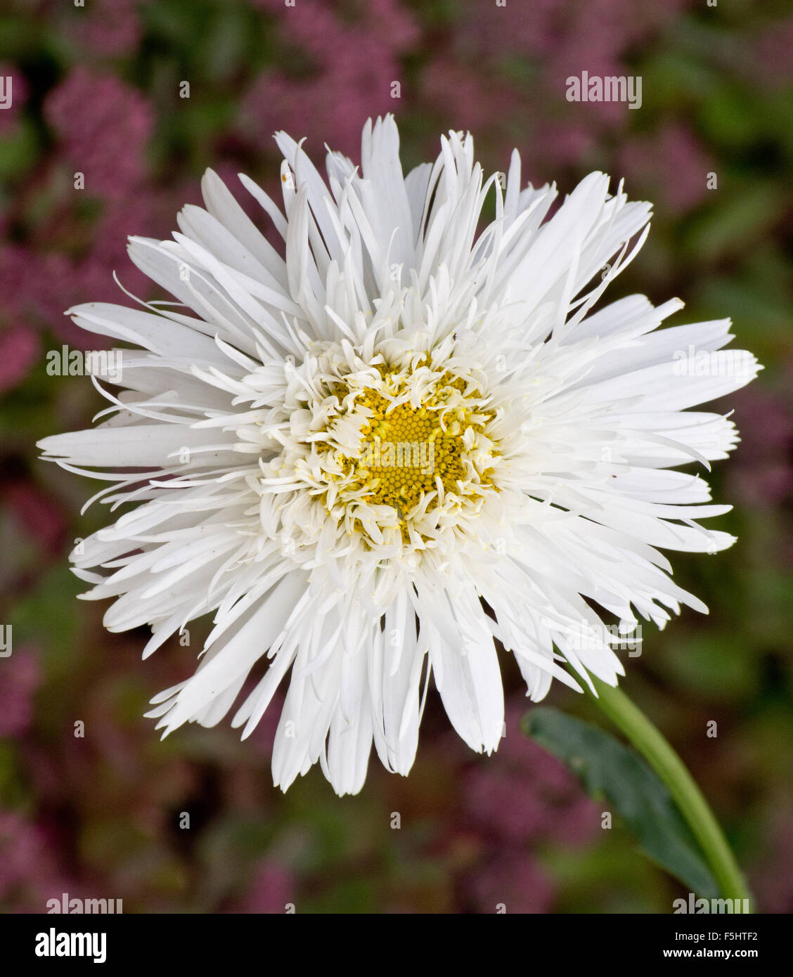 Leucanthemum Sante Stockfoto