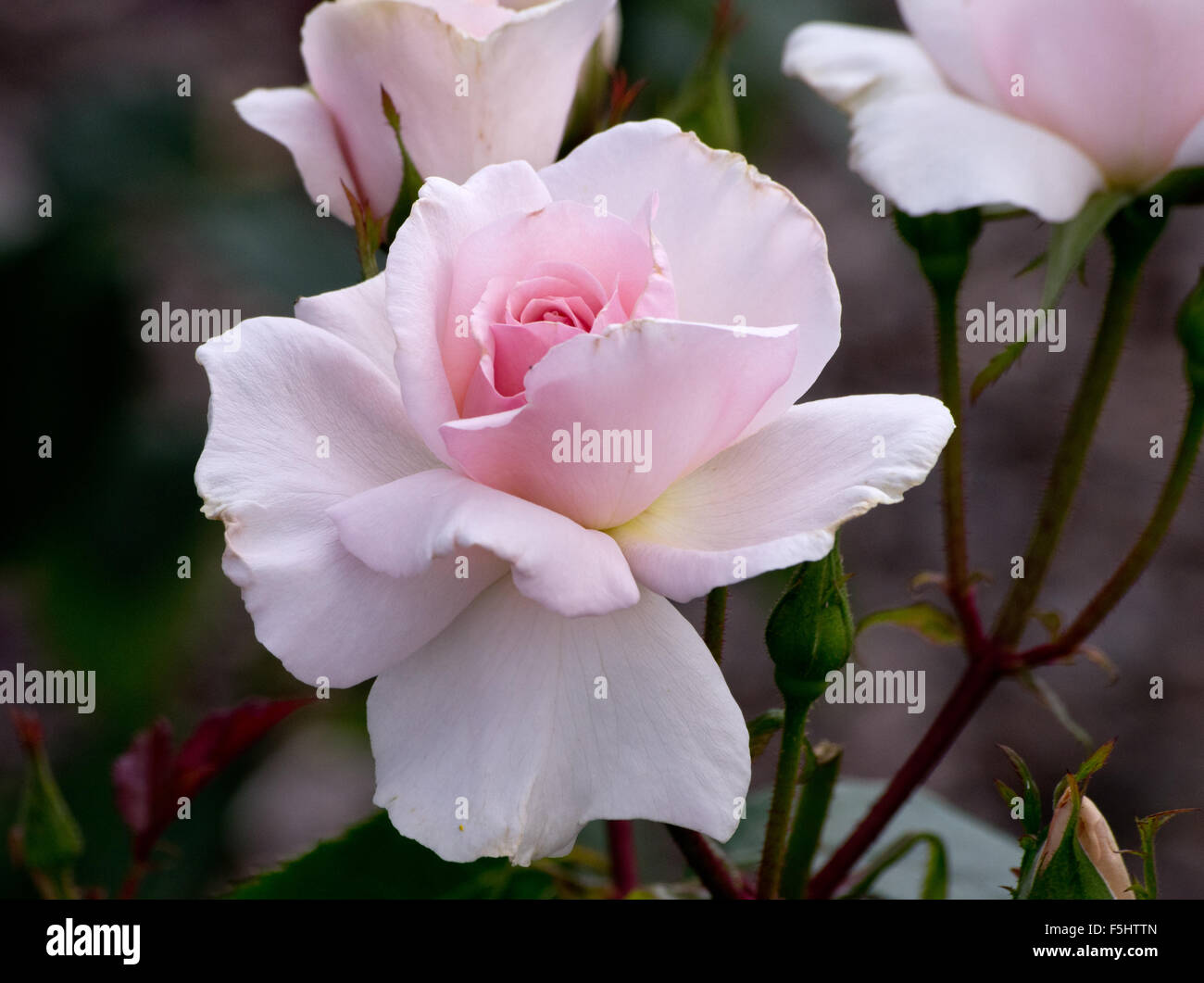 A Whiter Shade of Pale Rose Stockfoto