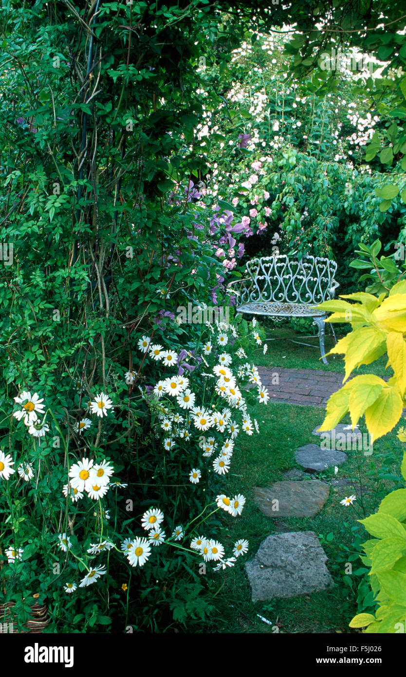 Weißen Ochsen Auge Gänseblümchen wachsen neben Bogen zu einem kleinen romantischen Garten mit einer weißen Schmiedeeisen Bank Stockfoto