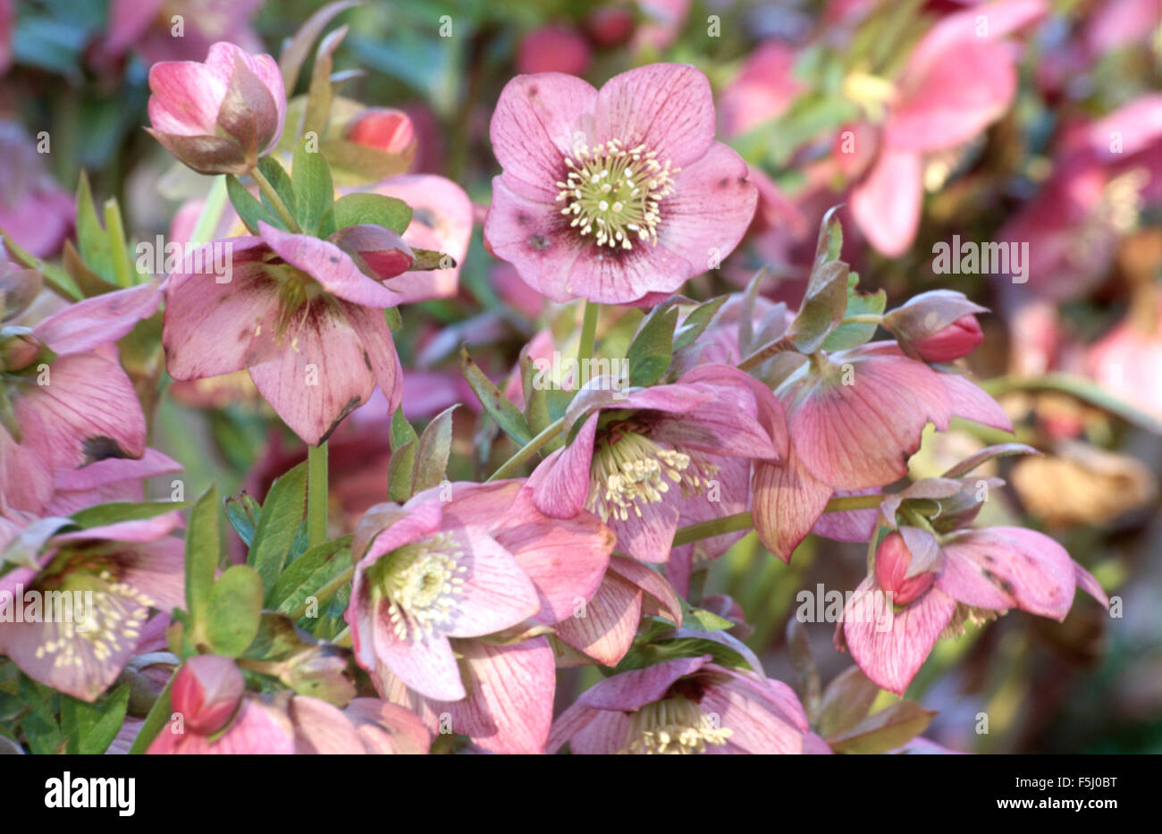 Nahaufnahme von rosa Helleborus Orientalis Stockfoto
