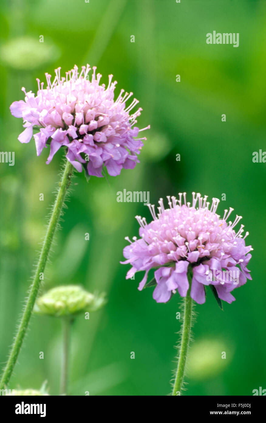 Nahaufnahme von blass lila Witwenblume Stockfoto