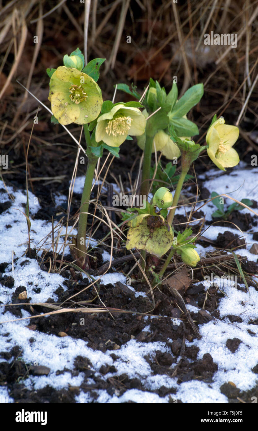 Nahaufnahme von blass gelbe Helleborus Stockfoto