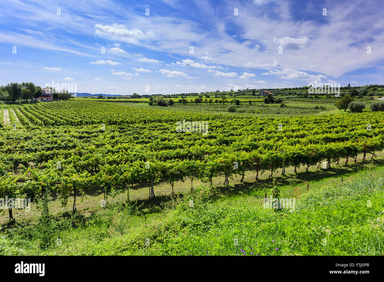 Grüner Weinberg unter blauem Himmel in Bardolino, Venetien Stockfoto