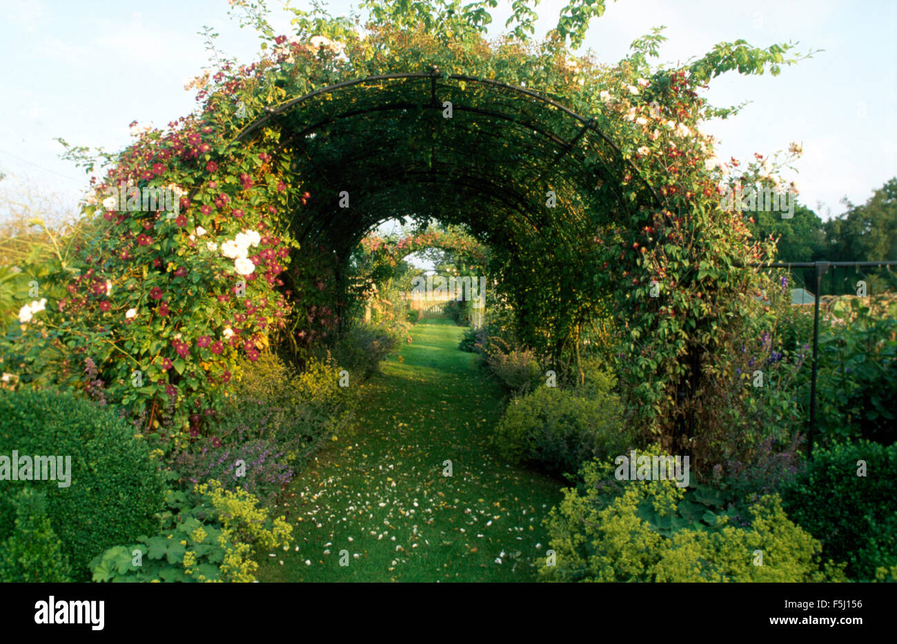 Dunkle rote Clematis auf Metall Bögen über dem Rasen Weg in ein großes Land-Garten Stockfoto