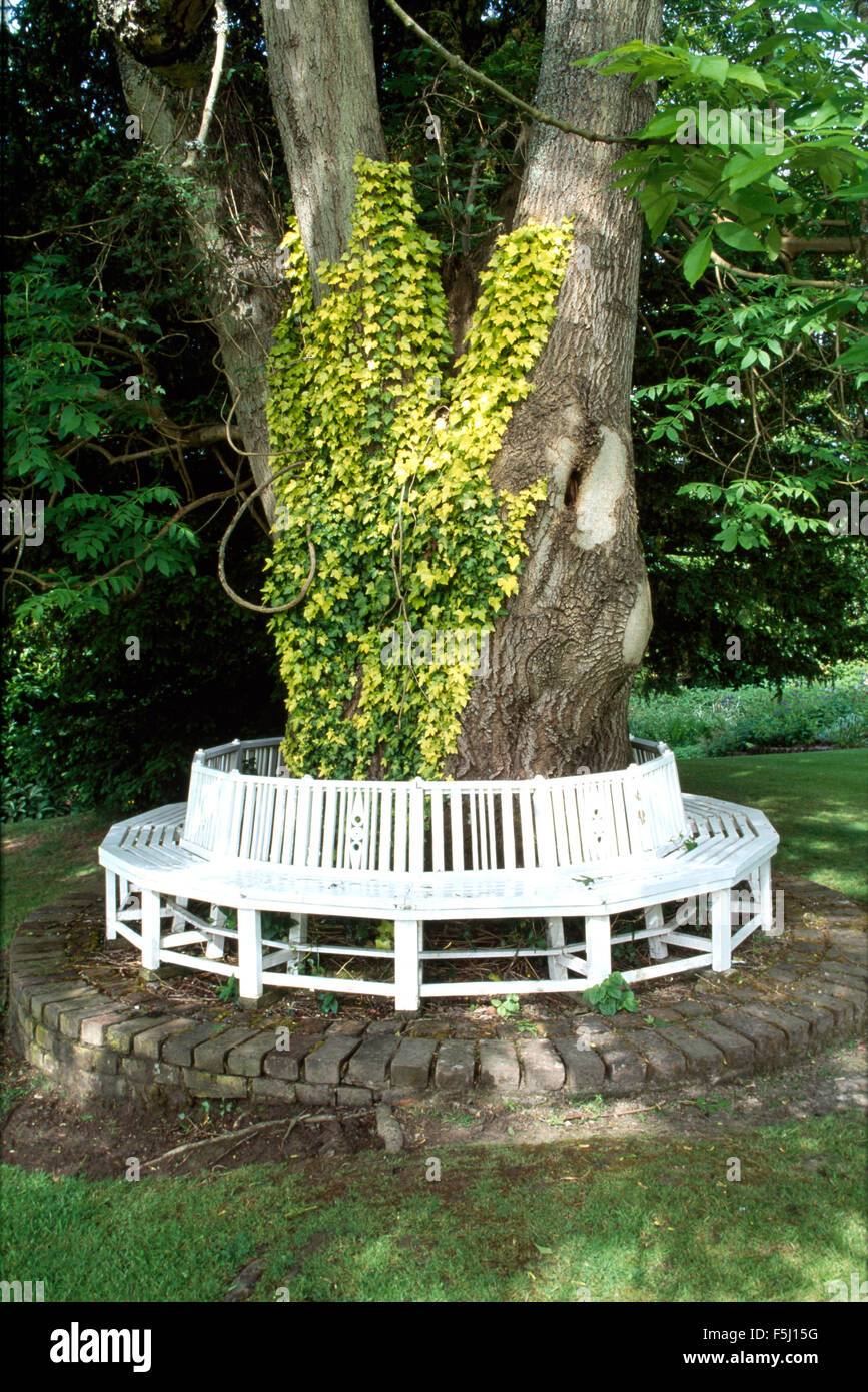 Weiße Holzsitz Umgebung großen Baum mit einer bunten Efeu Stockfoto