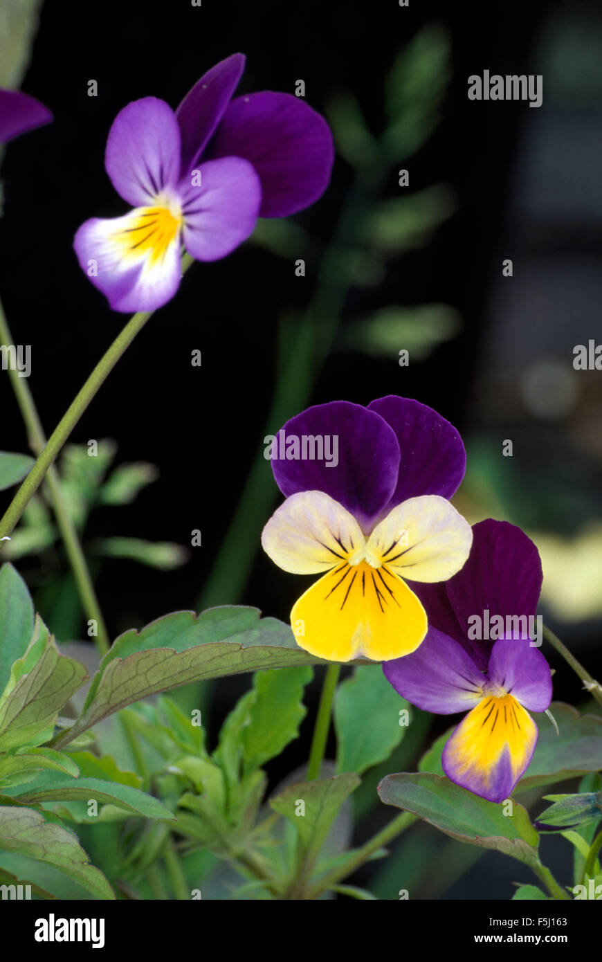 Nahaufnahme der lila + gelbe Stauden Bratschen Stockfoto