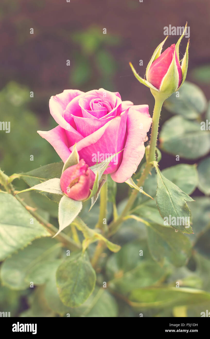 Schöne rosa Rose in einem Garten, selektiven Fokus Stockfoto