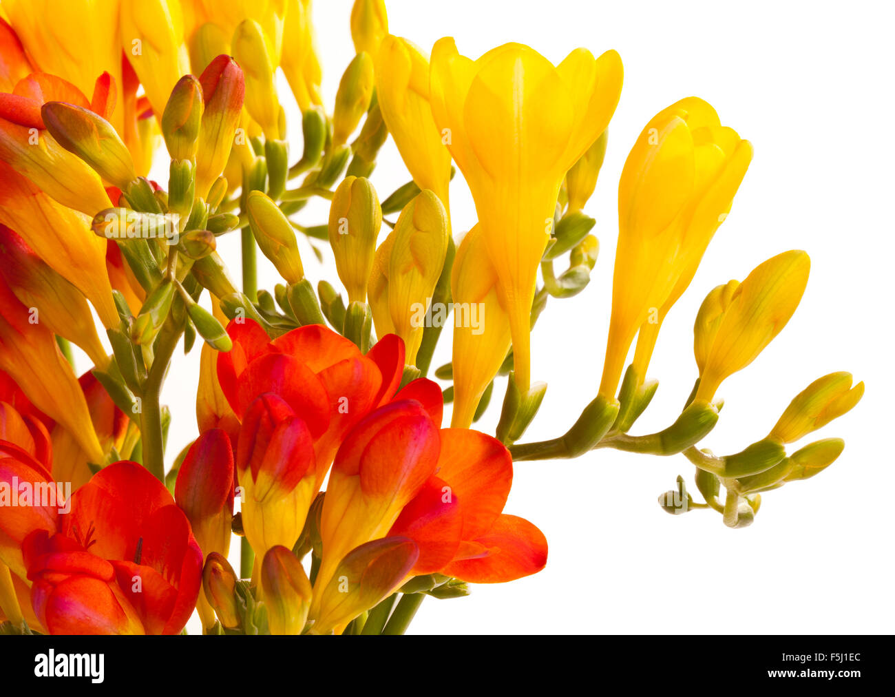 Orange und gelbe Freesia Blumen auf einem weißen Hintergrund Stockfoto