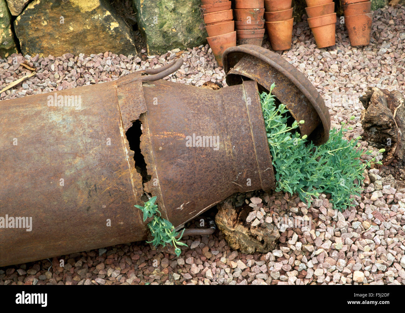Nahaufnahme einer verrosteten alten Milchkanne mit Grünpflanzen auf Schotter Stockfoto