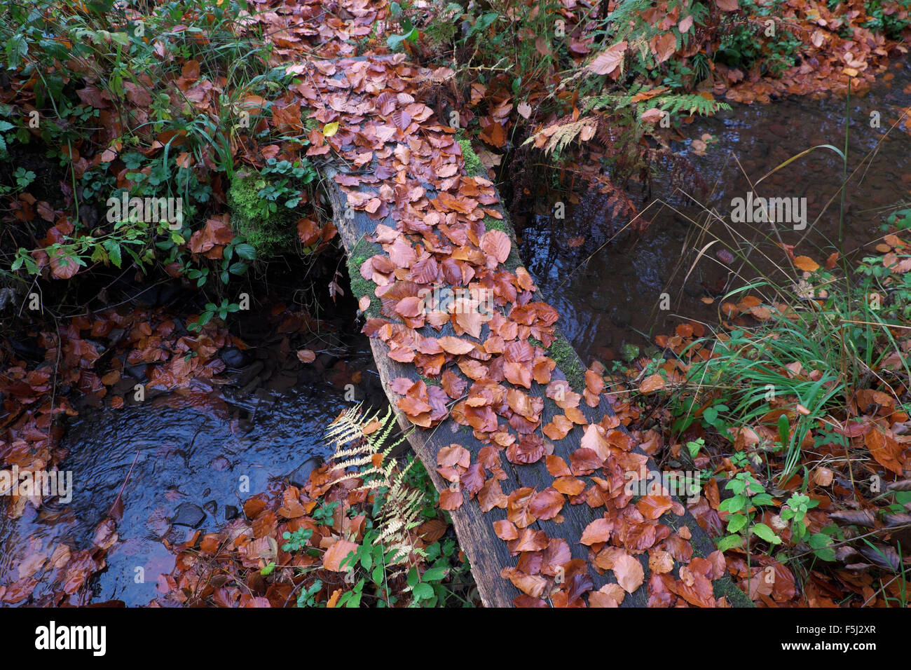 Buche-Blätter bedecken einen Steg über einen kleinen Bach im Herbst Oktober UK Stockfoto