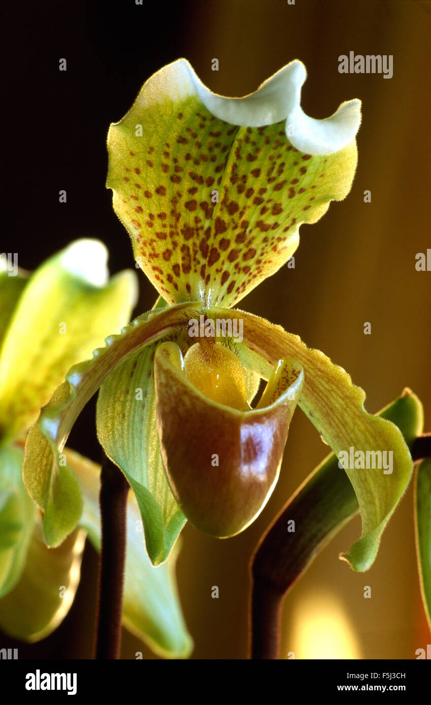Nahaufnahme von einem blassen gelb und braun Slipper Orchidee Stockfoto