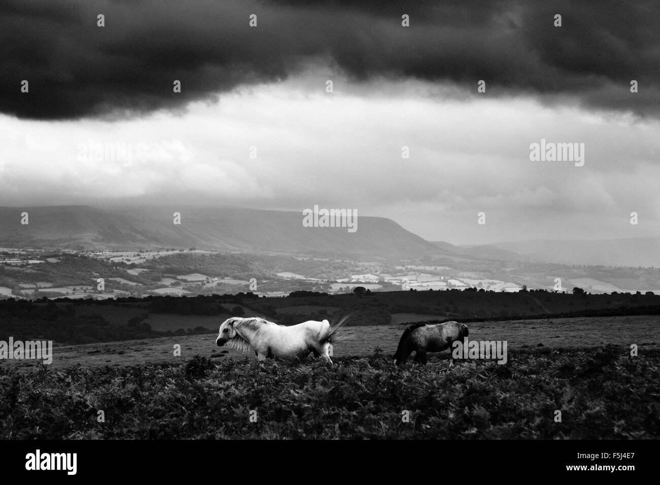 Blick vom Offa es Dyke Pfad auf Hergest Ridge, in Richtung der Brecon Beacons in der Ferne. Herefordshire. VEREINIGTES KÖNIGREICH. Stockfoto