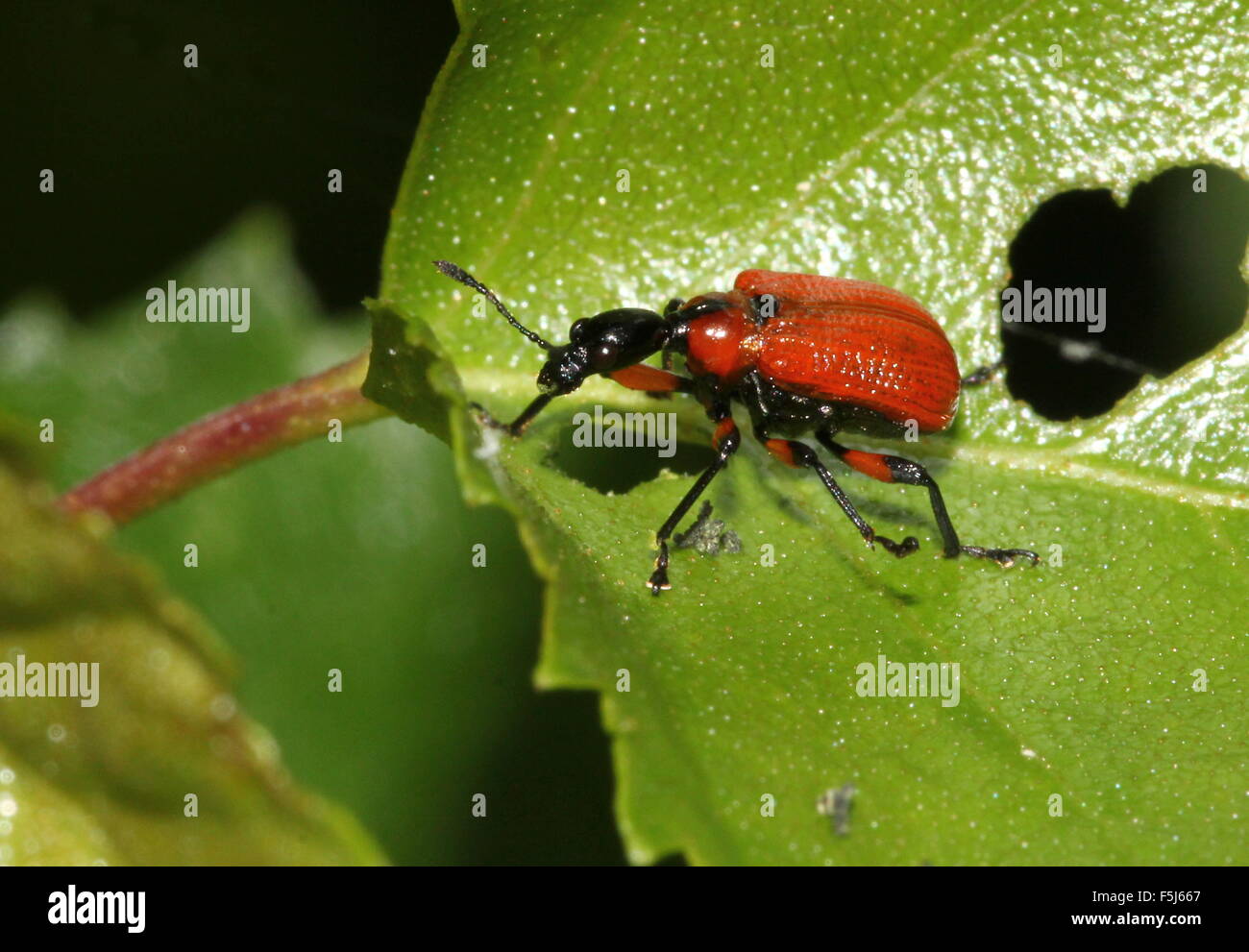 Europäische Hazel Leaf Roller Weevil (Apoderus Coryli) posiert auf einem Blatt Stockfoto