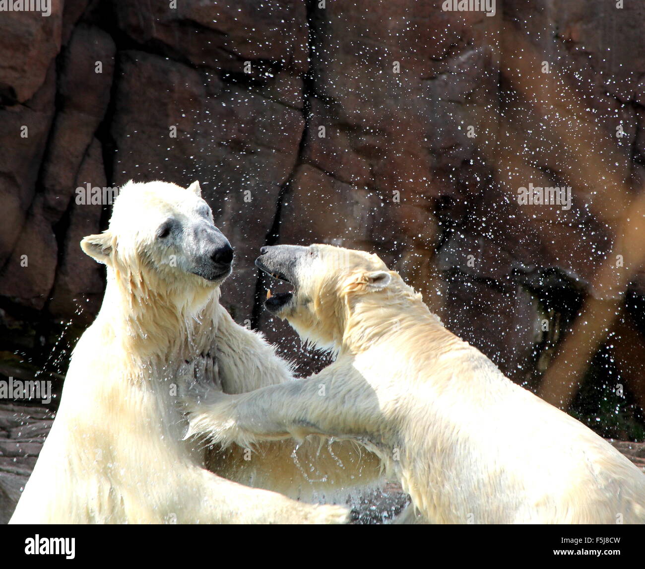 Eisbären im Wasser zu spielen Stockfoto