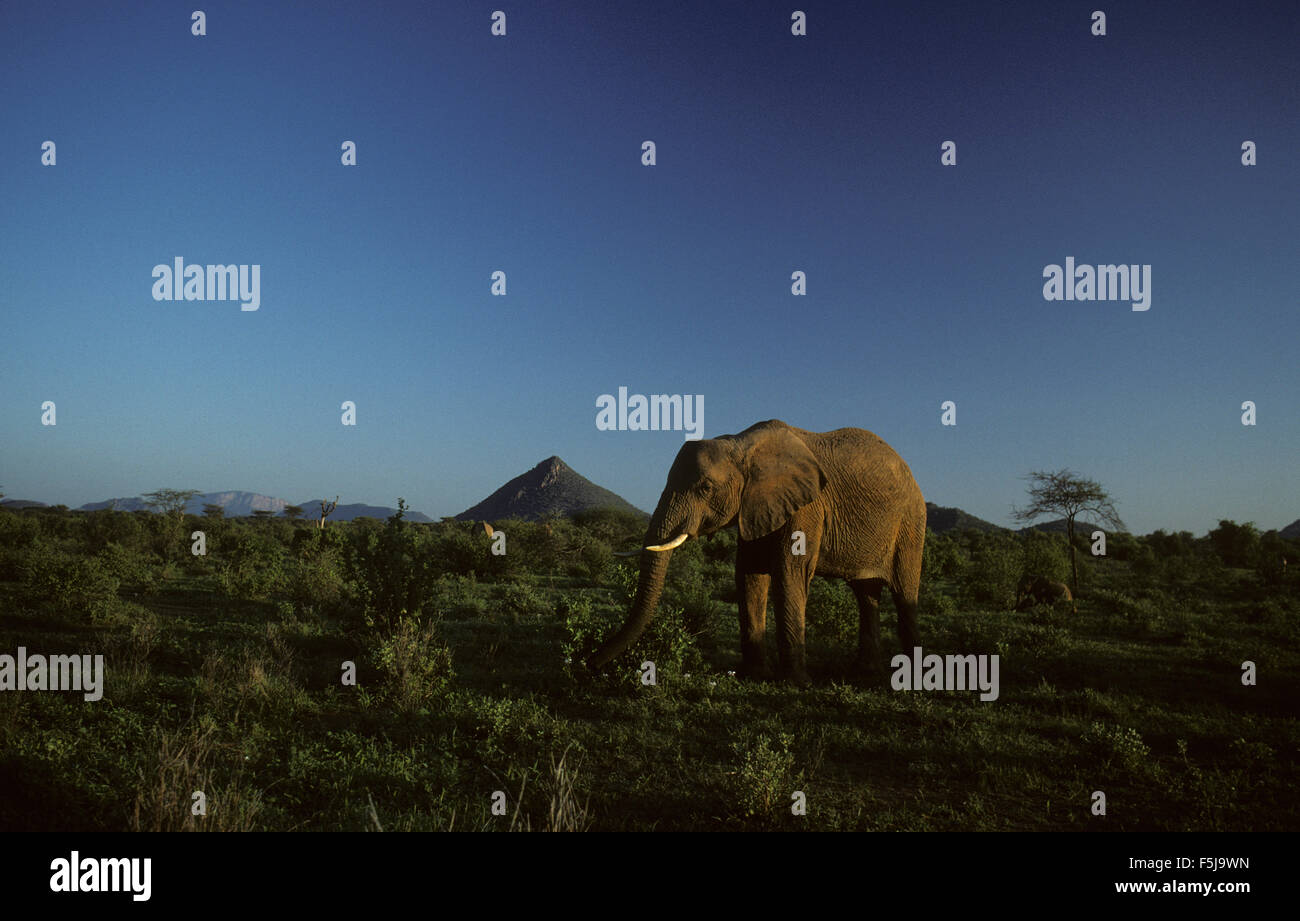 Afrikanischer Elefant (Loxodonta Africana) Erwachsenfrau bei Sonnenaufgang Norden Kenias Samburu Game Reserve Stockfoto