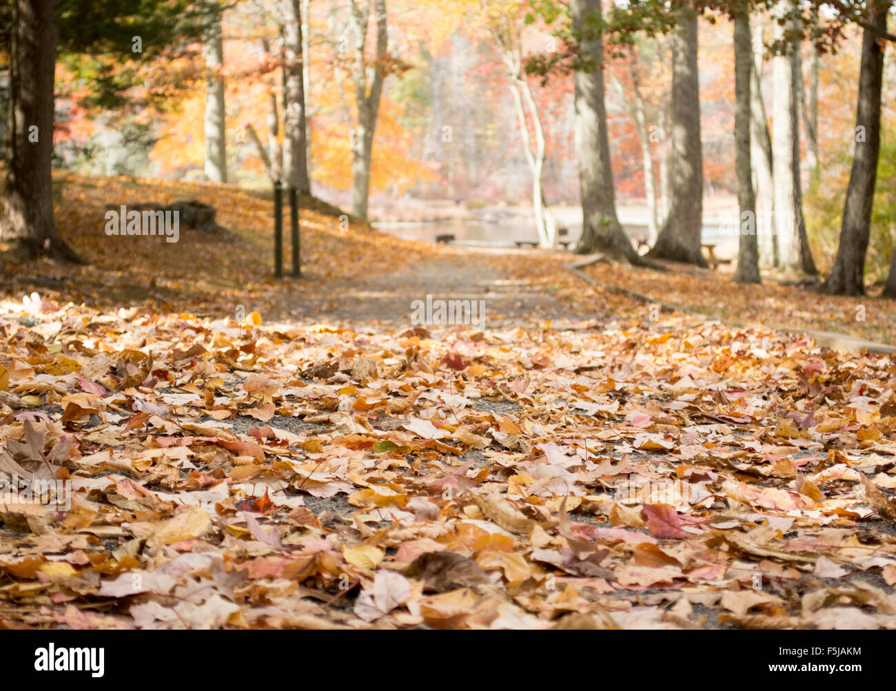 Park, Wald, friedlich, Herbst, Herbst, außen, Ansicht, Baum, Träume, Blätter, Spaziergang, gelbe Blätter Stockfoto