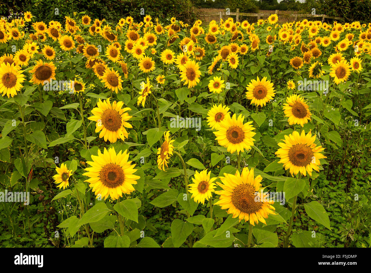 Ein Feld von Sonnenblumen (Helianthus) Berkshire UK Stockfoto