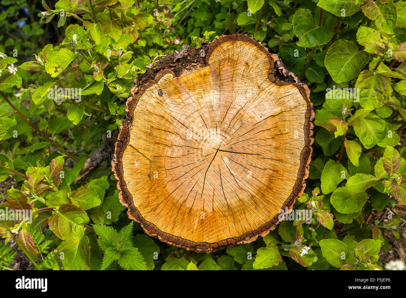 Frisch geschnittenen Sie Baum-Stamm-Berkshire-UK Stockfoto