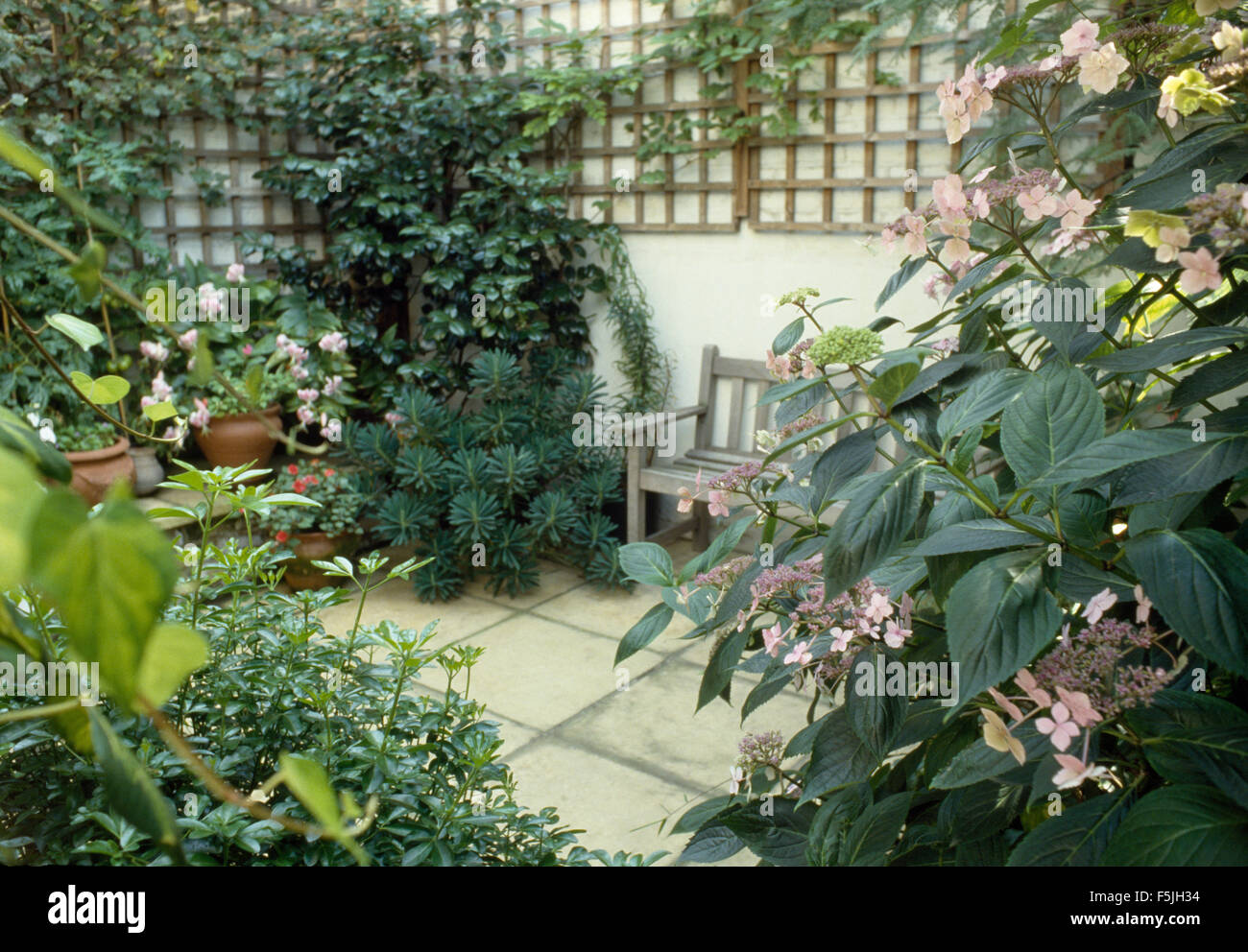 Rosa Hortensie in einem eher kleinen Keller Garten mit Rankgitter Zäune an den Wänden Stockfoto