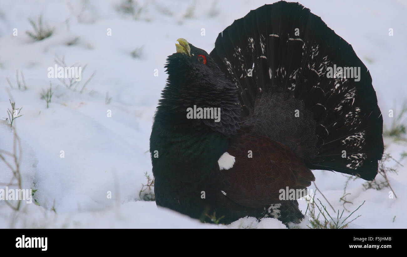 Auerhahn Stockfoto