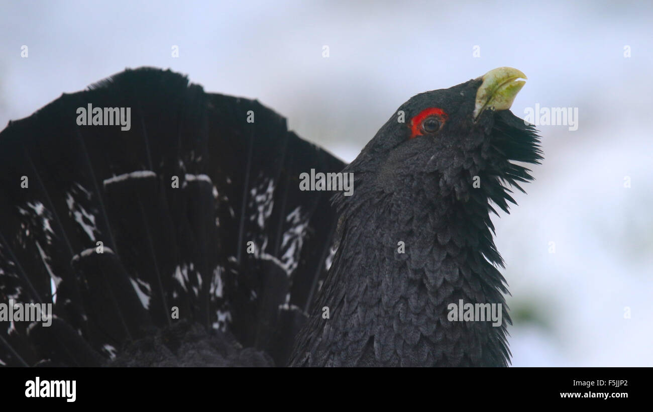 Auerhahn Stockfoto