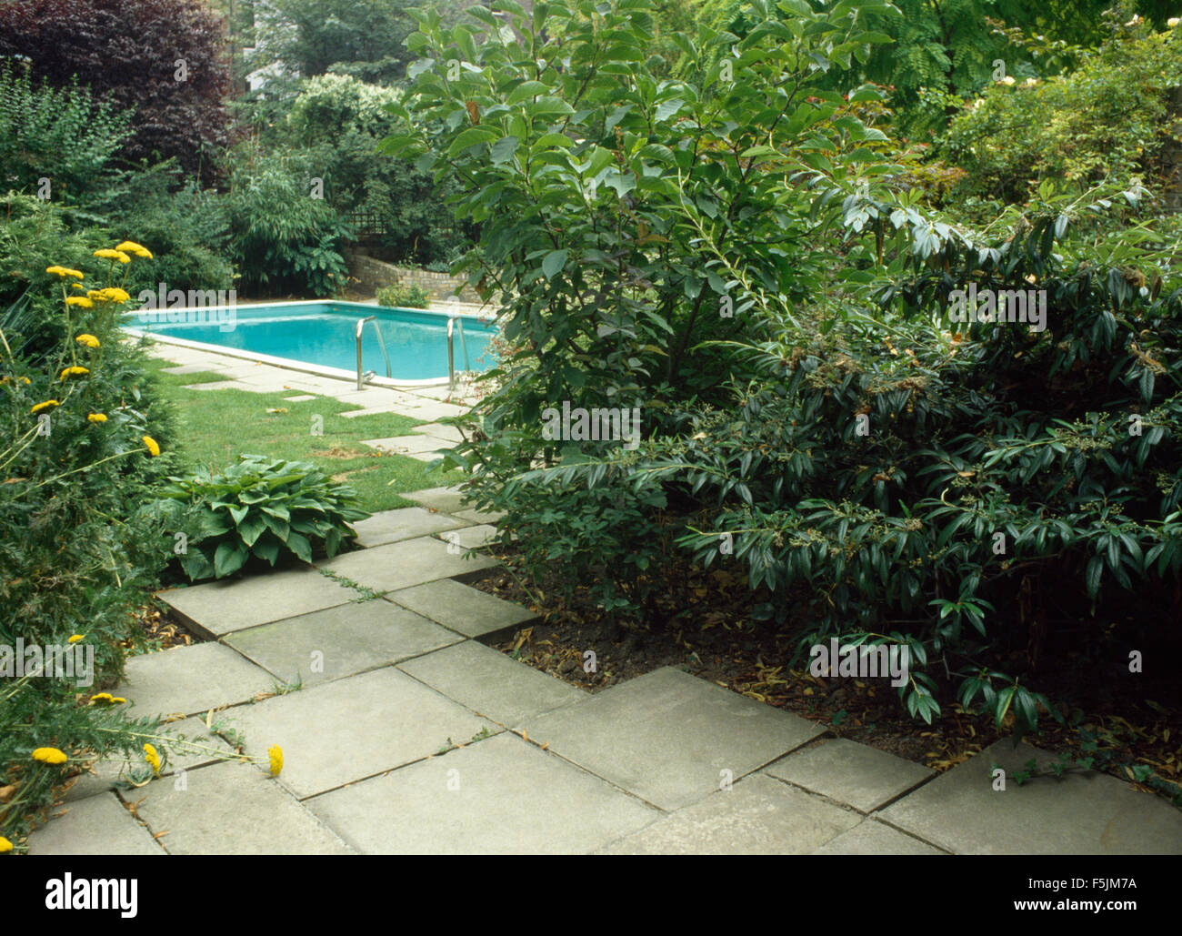 Gelbe Rainfarn und grüne Sträucher wachsen neben ebnete Weg zum Schwimmbad im Garten Stockfoto